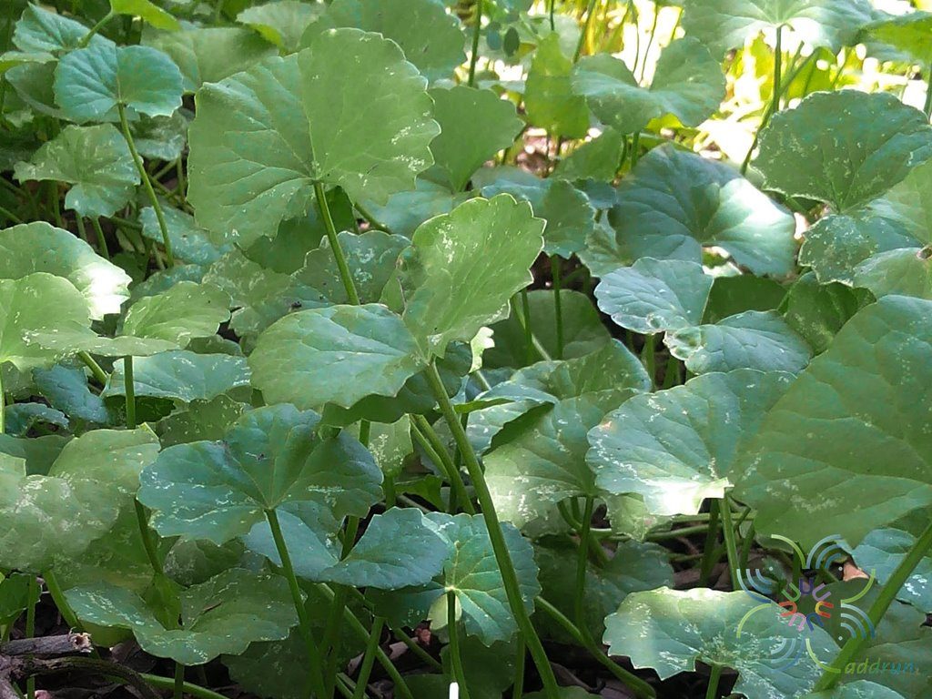 บัวบก Centella asiatica (L.) Urb.
