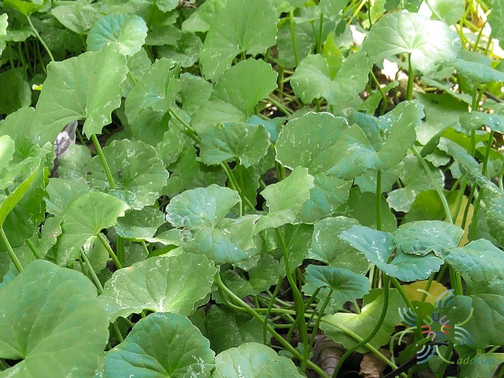 บัวบก Centella asiatica (L.) Urb.