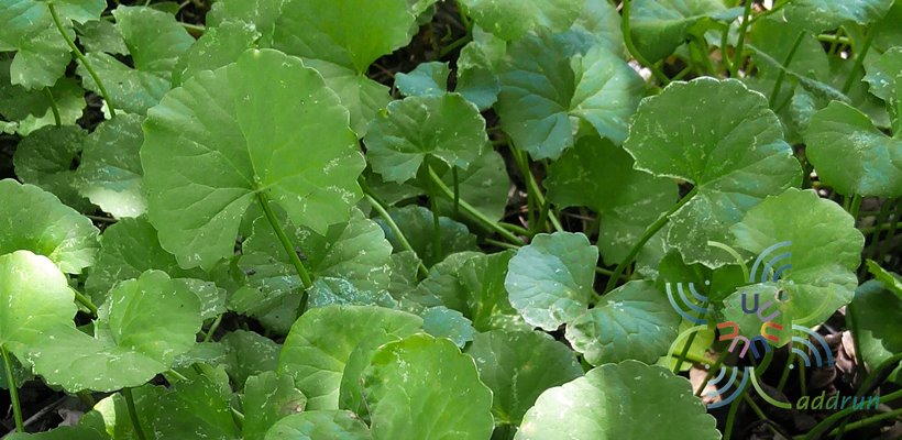 บัวบก Centella asiatica (L.) Urb.
