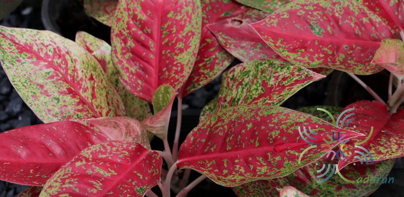 อโกลนีมา ลายน้ำทอง Aglaonema sp. ‘laynamthong’