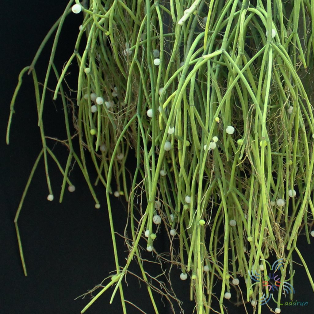 พญาไร้ใบ Euphorbia tirucalli L.