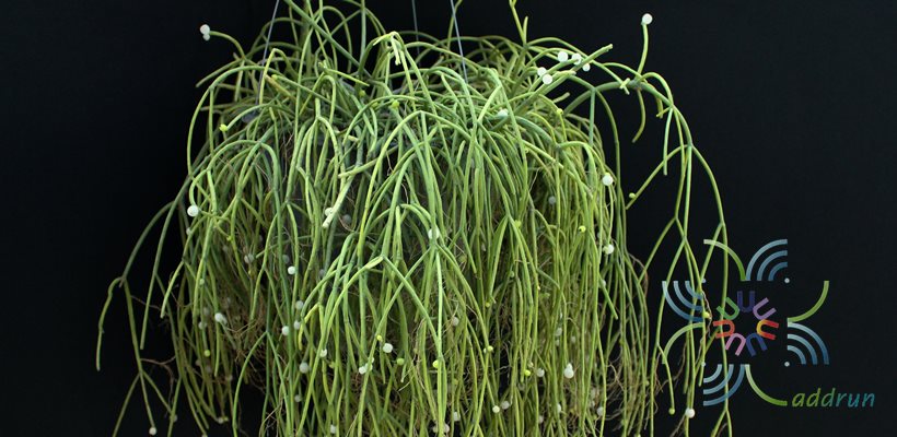 พญาไร้ใบ Euphorbia tirucalli L.