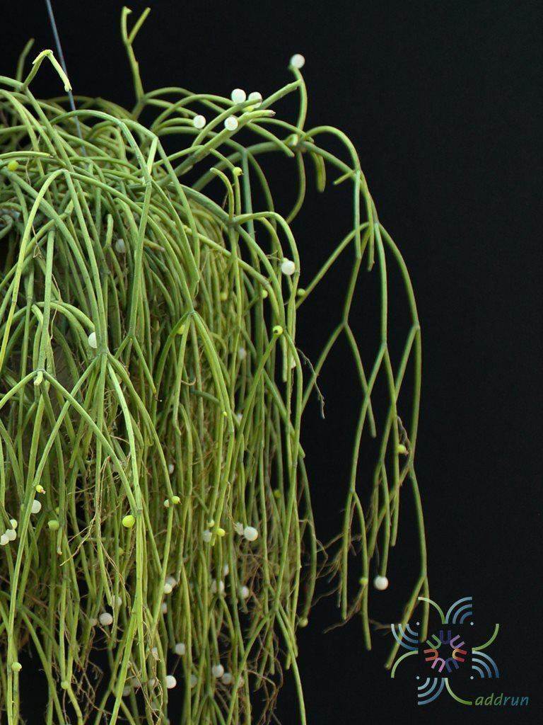 พญาไร้ใบ Euphorbia tirucalli L.