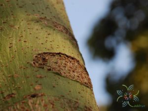 ยีราฟ Schizolobium parahyba (Vell.) S.F. Blake