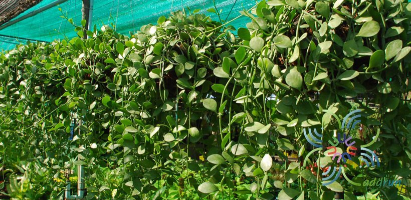 เดฟเขียว Dischidia sp.