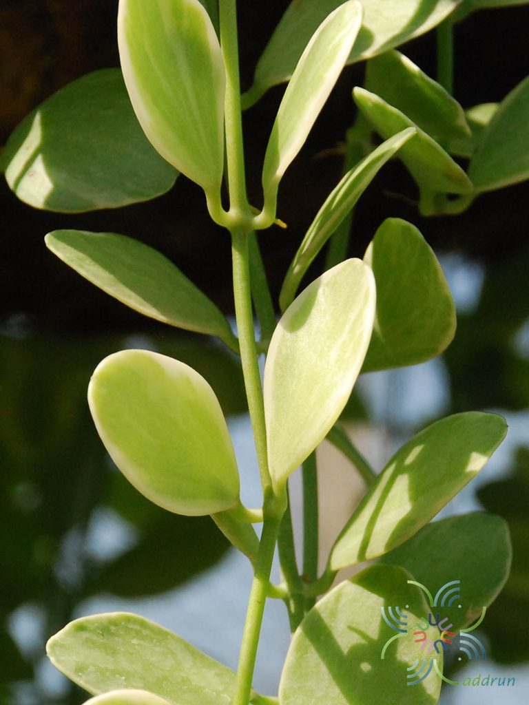 เดฟใบด่าง Dischidia ‘White Diamond’