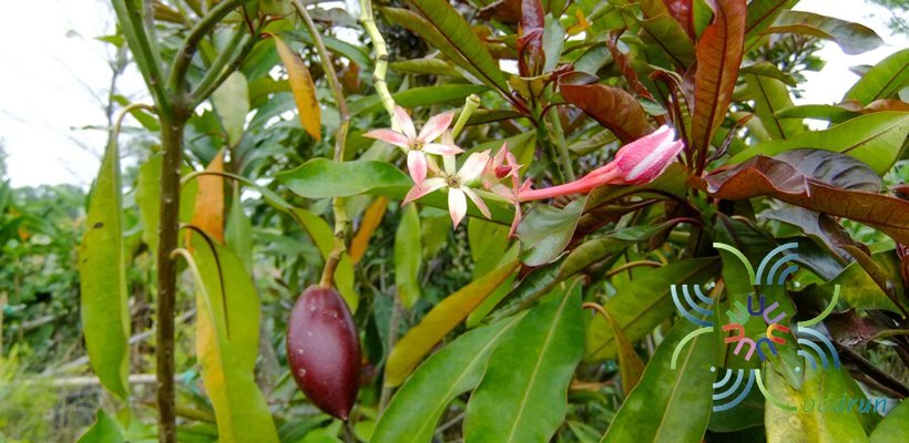 ตีนเป็ดทราย Cerbera manghas L.