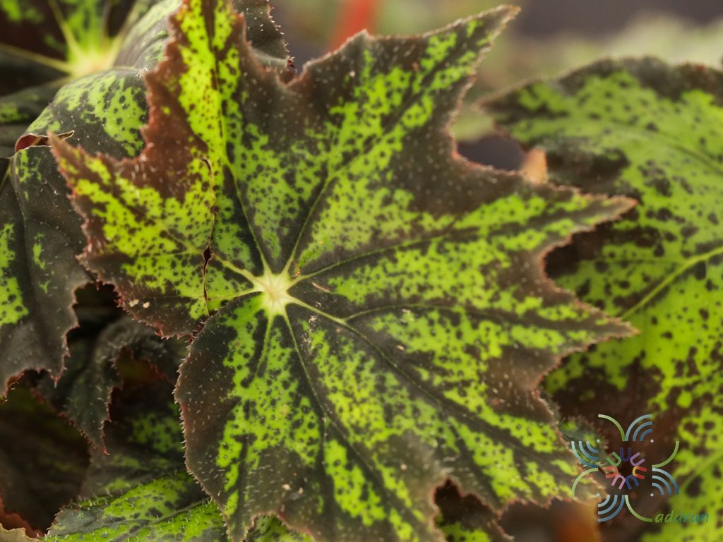 บีโกเนีย คลีโอพัตรา Begonia ‘leopatra’