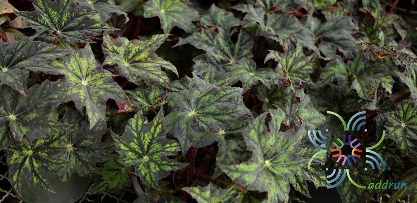 บีโกเนีย คลีโอพัตรา Begonia ‘leopatra’