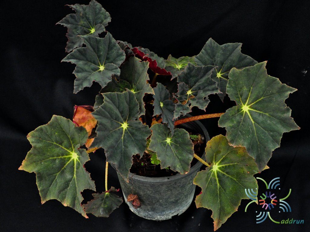บีโกเนีย กำมะหยี่ Begonia spp.