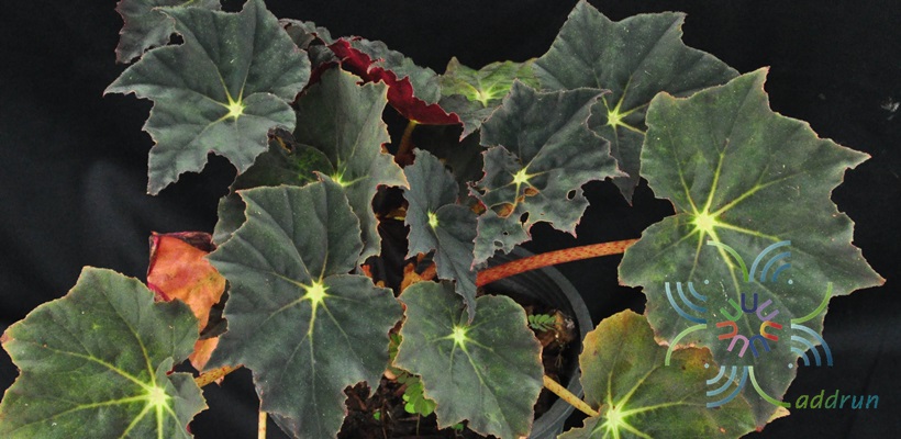 บีโกเนีย กำมะหยี่ Begonia spp.