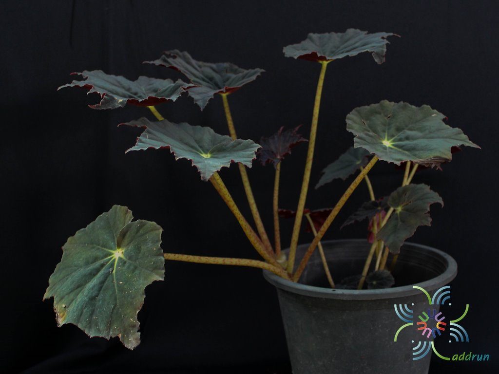 บีโกเนีย กำมะหยี่ Begonia spp.