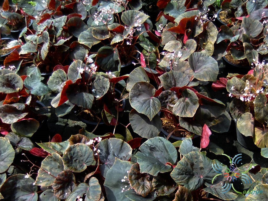 บีโกเนีย ช็อคโก้ Begonia spp.
