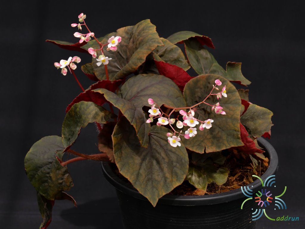 บีโกเนีย ช็อคโก้ Begonia spp.