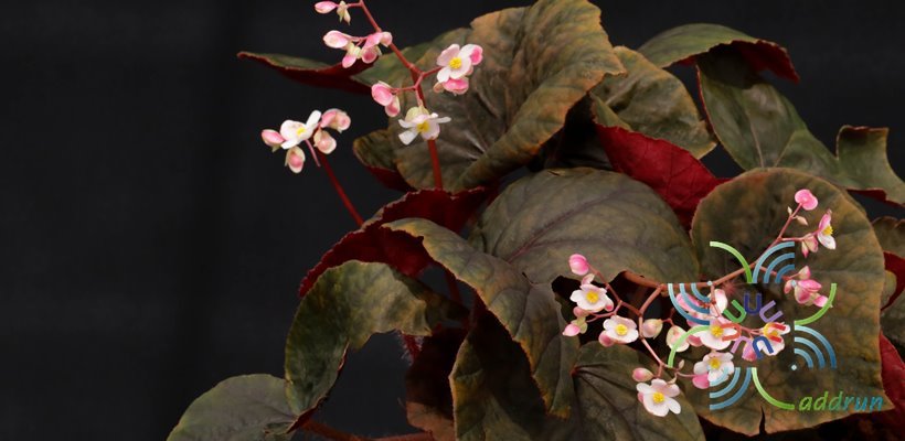 บีโกเนีย ช็อคโก้ Begonia spp.