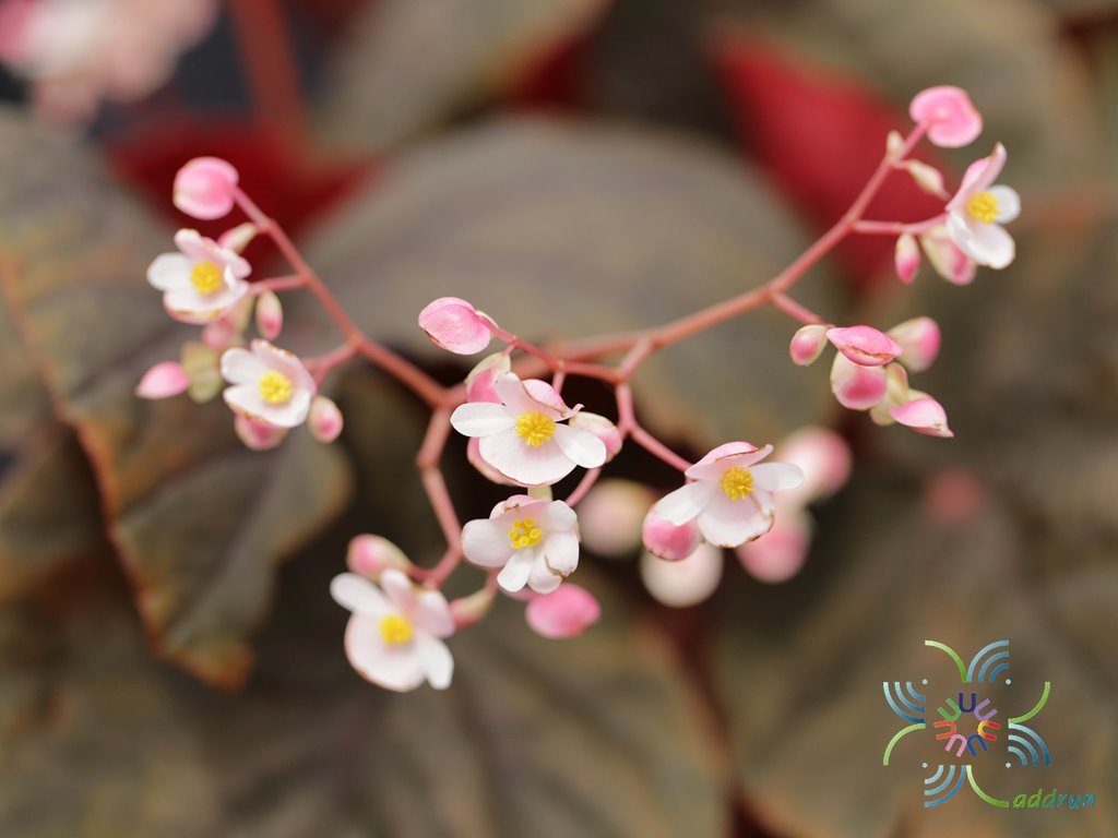 บีโกเนีย ช็อคโก้ Begonia spp.
