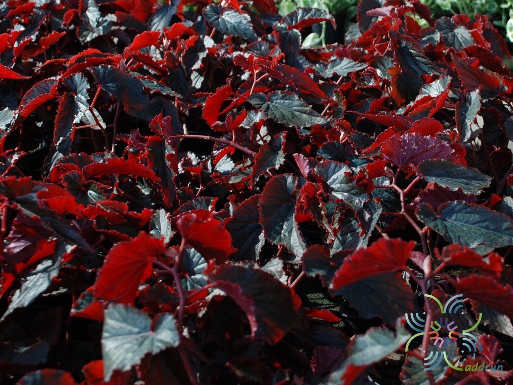 บีโกเนีย ใบแดง Begonia spp.