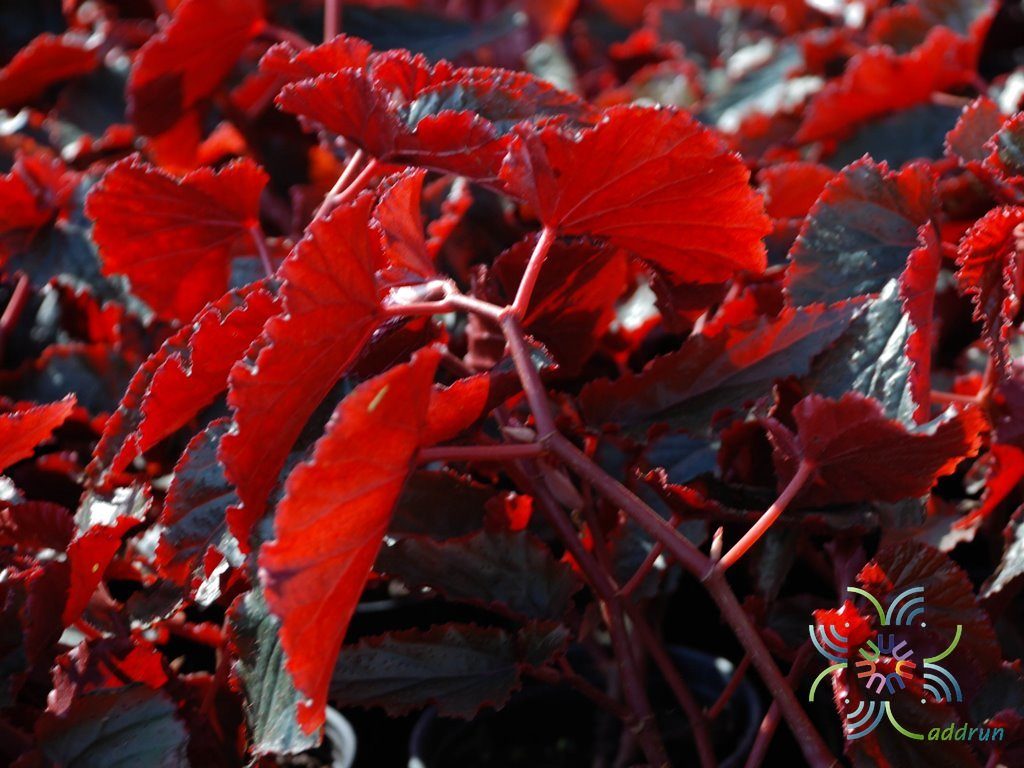 บีโกเนีย ใบแดง Begonia spp.