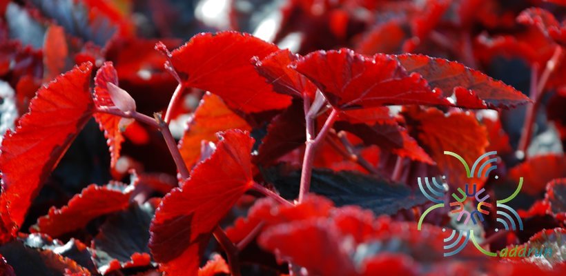 บีโกเนีย ใบแดง Begonia spp.