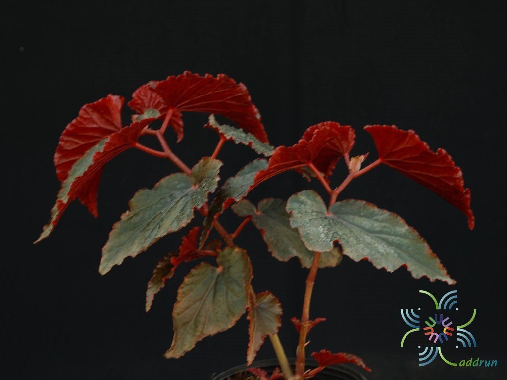 บีโกเนีย ใบแดง Begonia spp.
