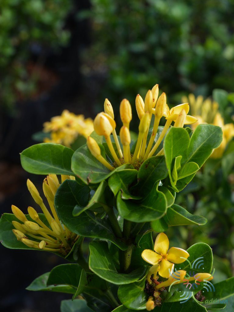 เข็มเหลือง Ixora spp.