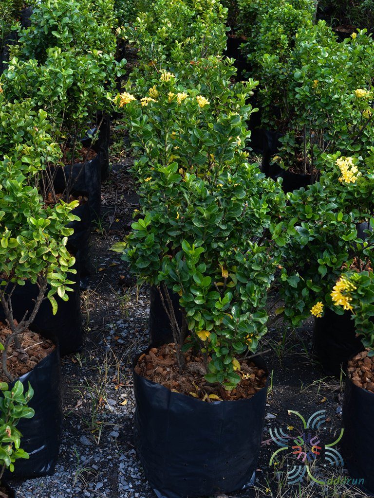 เข็มเหลือง Ixora spp.