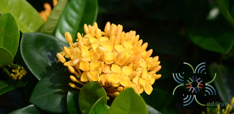 เข็มเหลือง Ixora spp.
