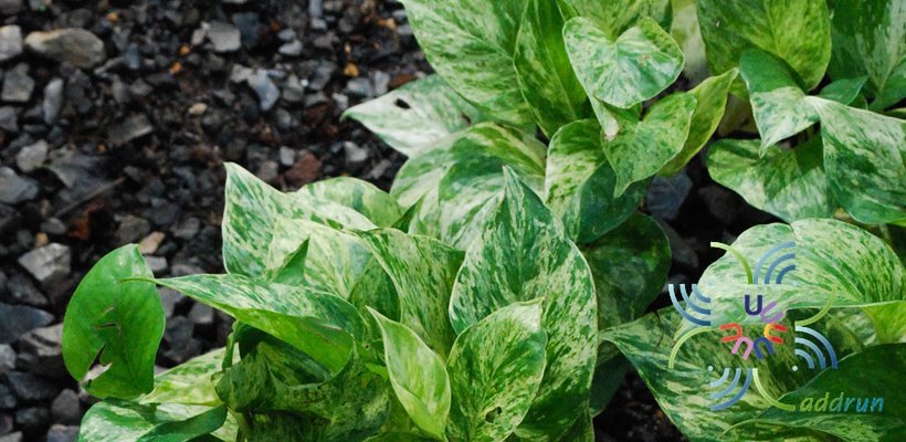ราชินีหินอ่อน Epipremnum aureum (Linden & André) G.S.Bunting
