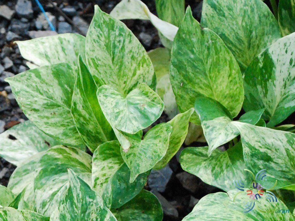 ราชินีหินอ่อน Epipremnum aureum (Linden & André) G.S.Bunting