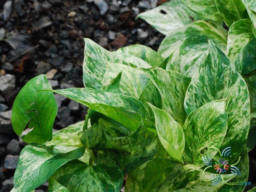 ราชินีหินอ่อน Epipremnum aureum (Linden & André) G.S.Bunting