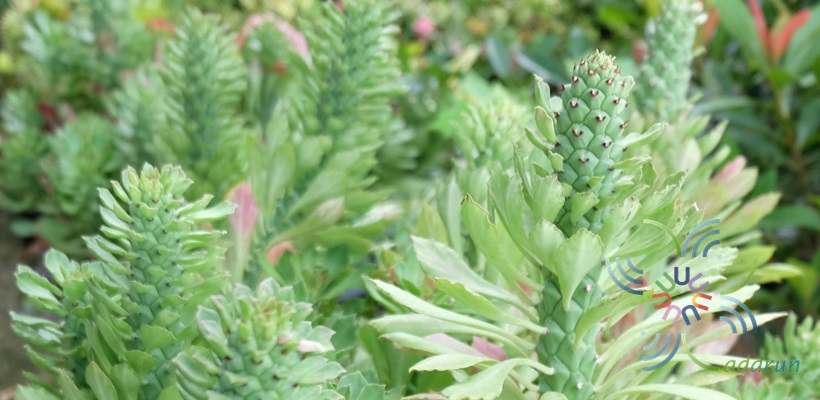 นาคราช Euphorbia ritchiei (P.R.O.Bally) Bruyns