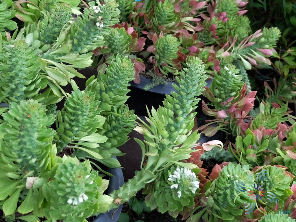 นาคราช Euphorbia ritchiei (P.R.O.Bally) Bruyns