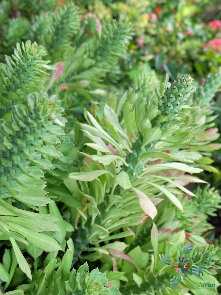 นาคราช Euphorbia ritchiei (P.R.O.Bally) Bruyns