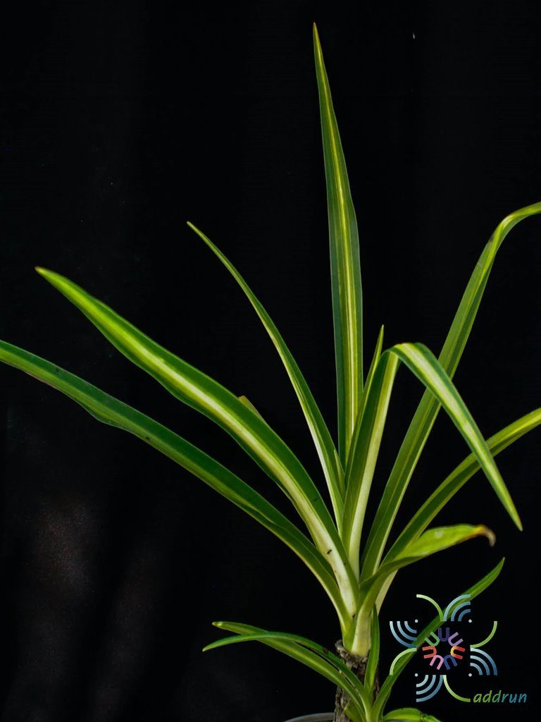 พลับพลึงด่าง Crinum asiaticum L.