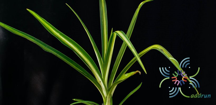พลับพลึงด่าง Crinum asiaticum L.