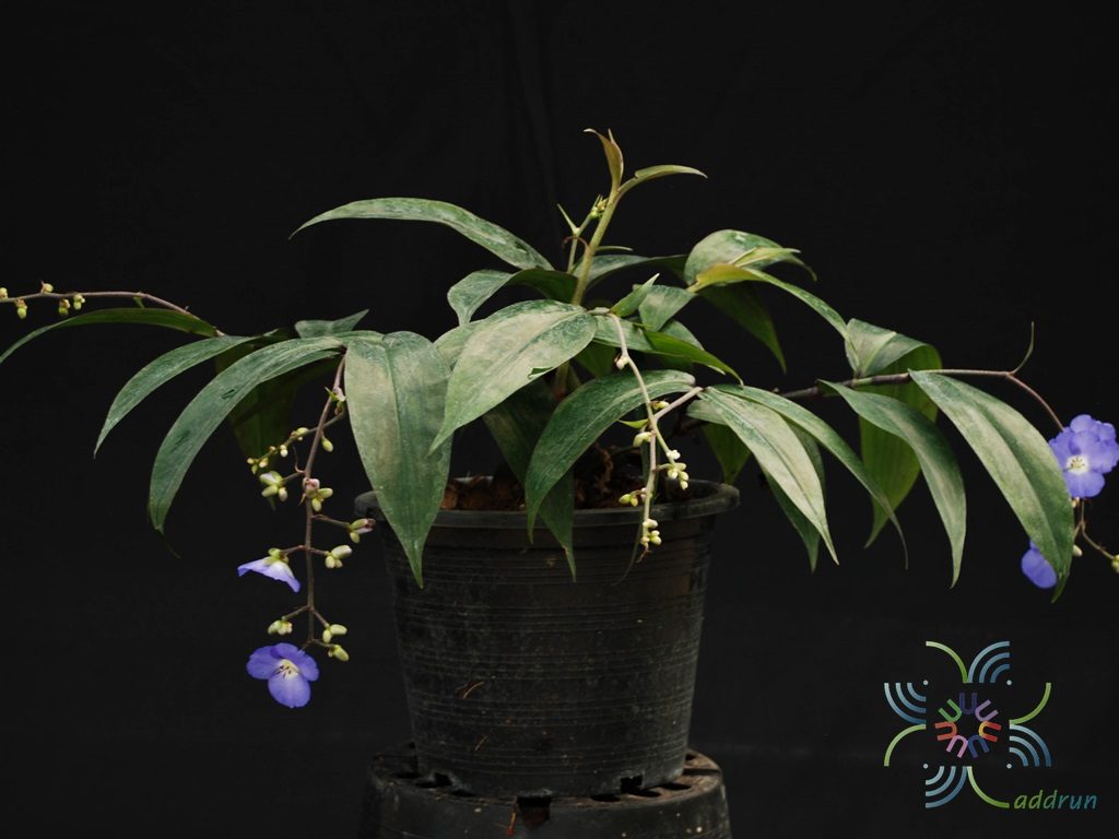 ม่วงนที Dichorisandra penduliflora Kunth