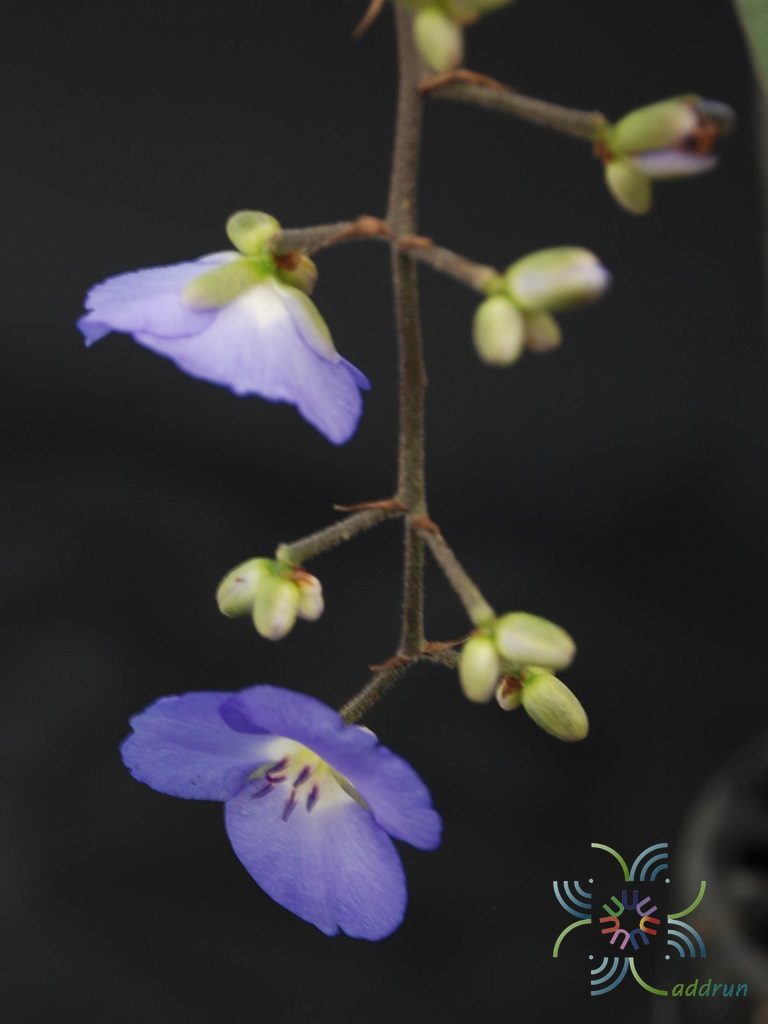 ม่วงนที Dichorisandra penduliflora Kunth
