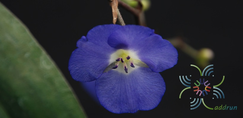 ม่วงนที Dichorisandra penduliflora Kunth