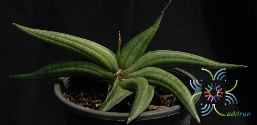 ลิ้นมังกร พาเท็นส์ Sansevieria patens N.E.Br.