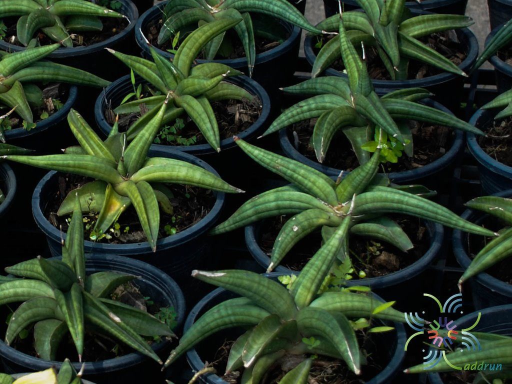 ลิ้นมังกร พาเท็นส์ Sansevieria patens N.E.Br.