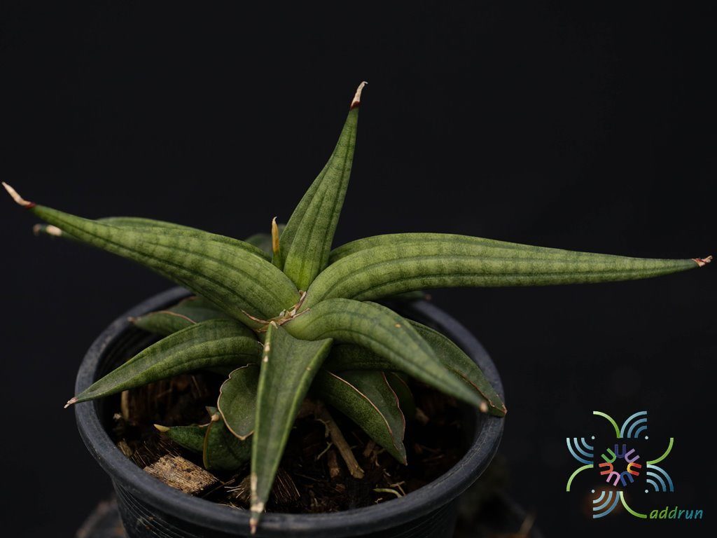 ลิ้นมังกร พาเท็นส์ Sansevieria patens N.E.Br.