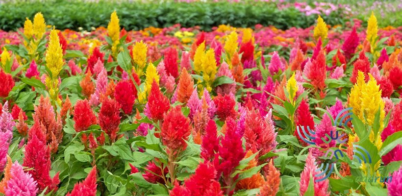 สร้อยไก่ Celosia argentea L.