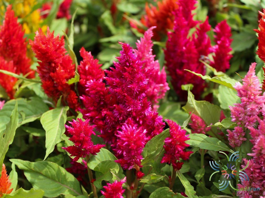 สร้อยไก่ Celosia argentea L.