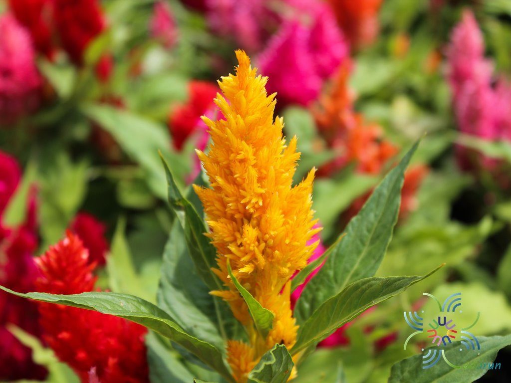 สร้อยไก่ Celosia argentea L.