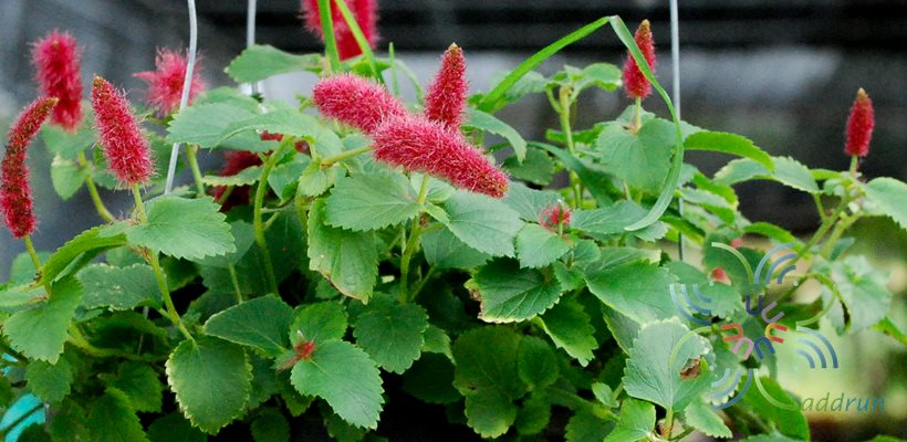 หางกระรอกแดง Acalypha chamaedrifolia (Lam.) Müll.Arg.