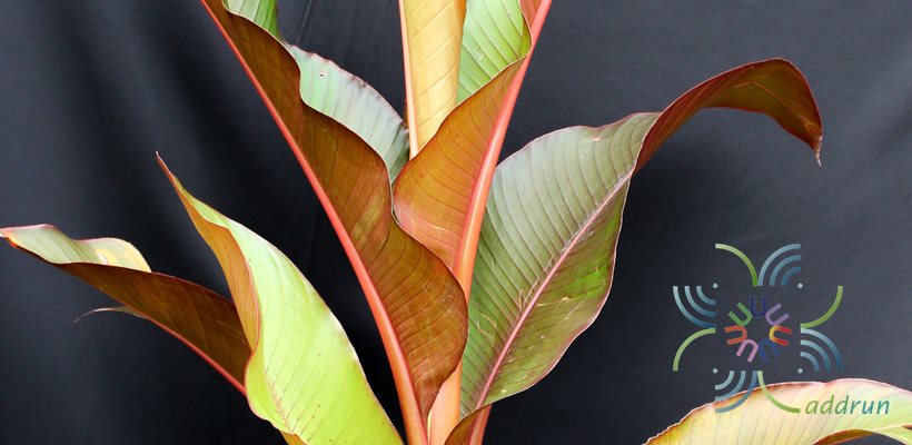 กล้วยแดง Heliconia indica Lam. ‘Spectabilis’