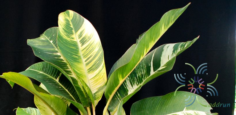 กล้วยด่าง Heliconia indica Lam. ‘Striata’