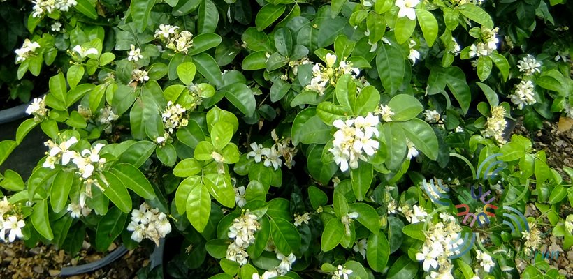 แก้วหิมาลัย Murraya paniculata (L.) Jack