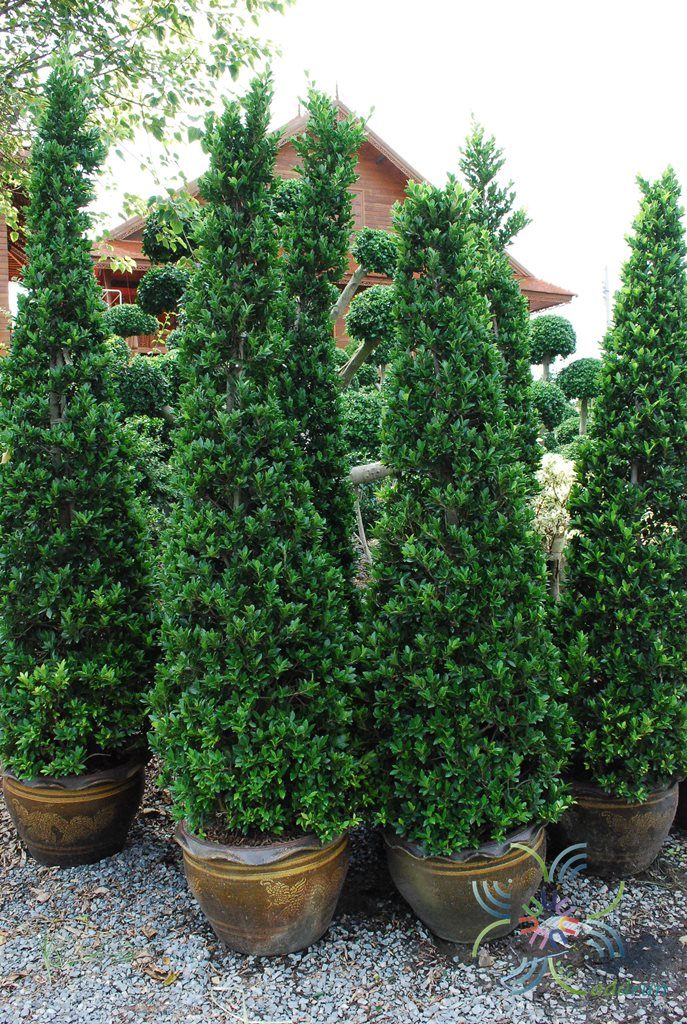 ไทรจีนใบแหลม Ficus microcarpa L.f.