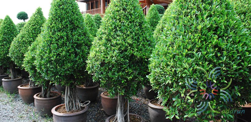 ไทรจีนใบแหลม Ficus microcarpa L.f.
